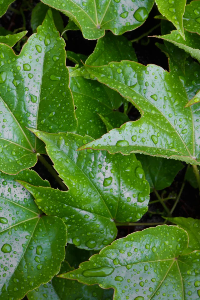 leaves, wet, pattern, water, green