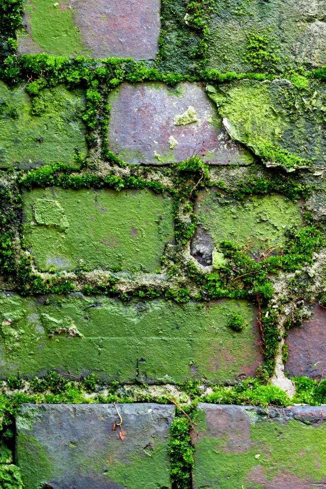 pattern, brick, wall, moss