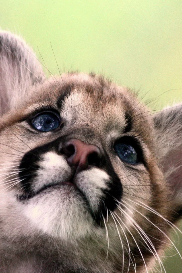 кошечка, задумалась