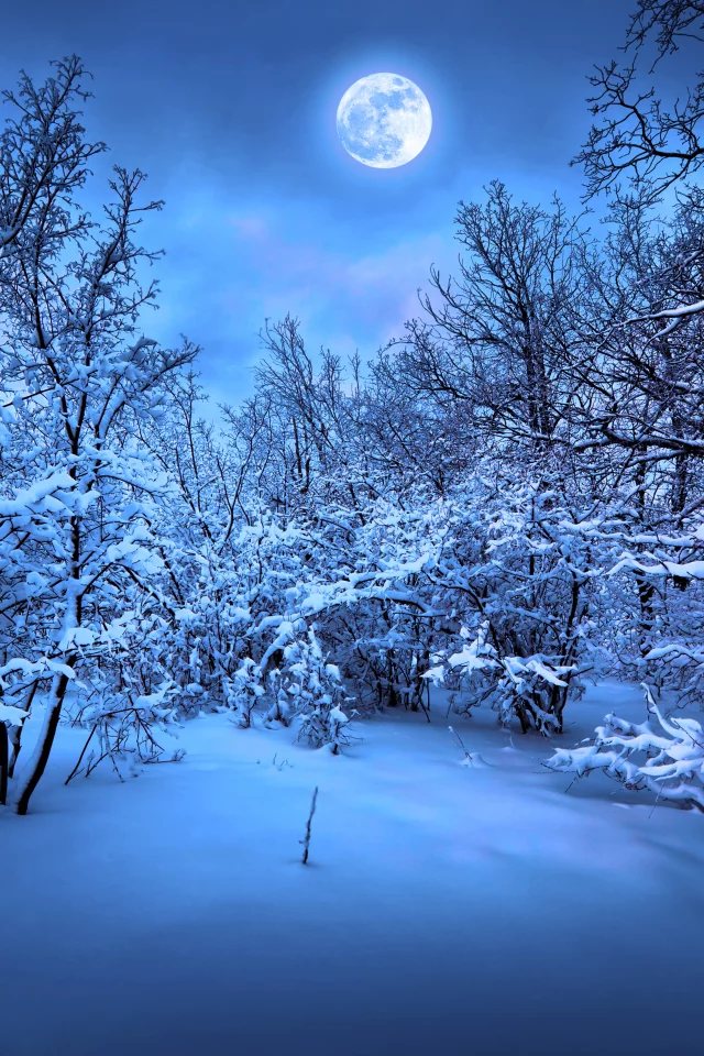 magic christmas night, christmas tree, merry christmas , snow, new year, nature, trees, winter
