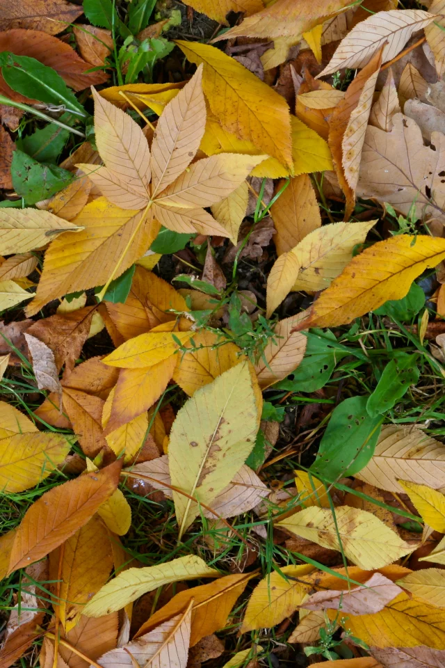 leaf, yellow, green, autumn