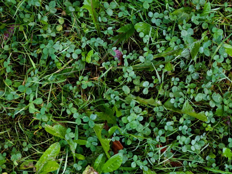ground, green, clover, pattern