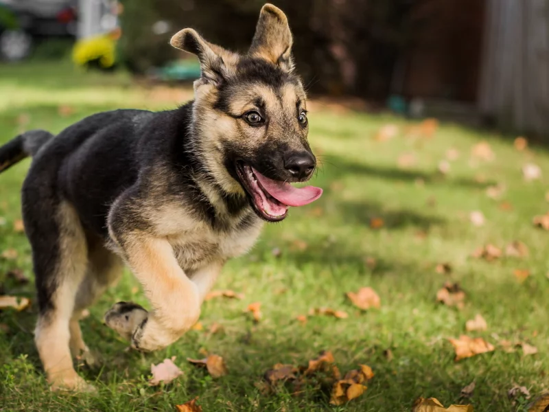 german shepherd, dog, friend