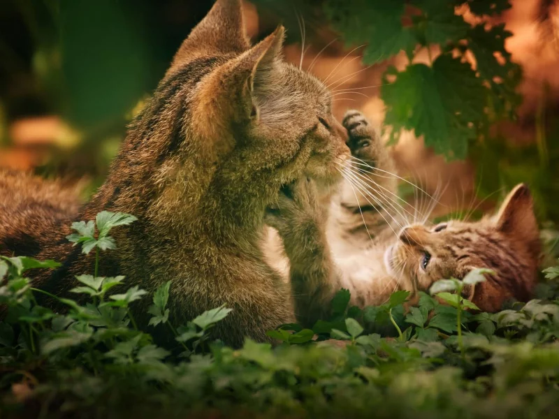 природа, животные