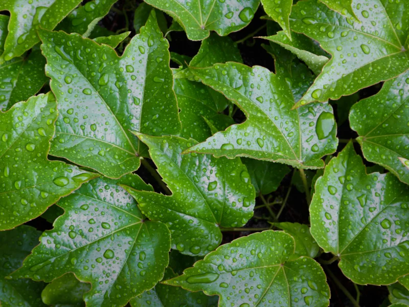 leaves, wet, pattern, water, green
