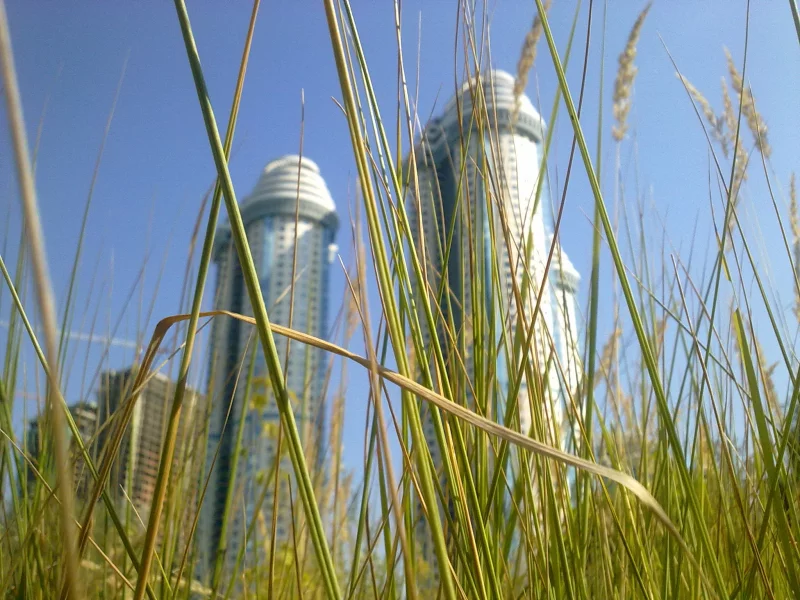 трава, город, москва, небоскреб