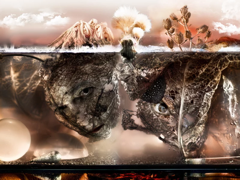 aquarium, leaves, glass, faces, silver, dry