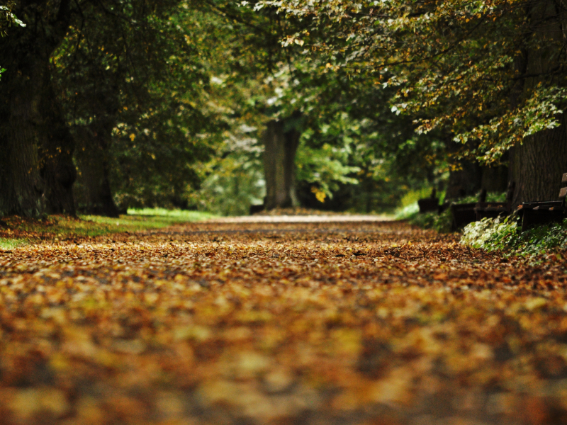 скамейка, осень, парк, аллея, опавшие, листья