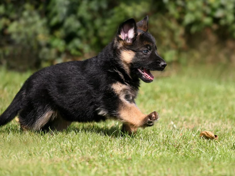 dog, pet, puppy, german shepherd