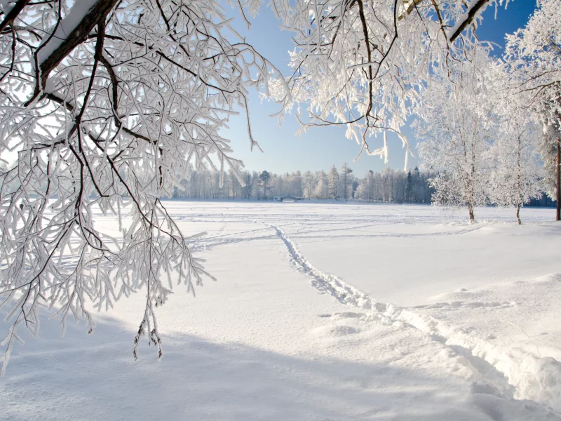landscape, лед, ice, плача деревья, nature, weeping tree, winter, зима