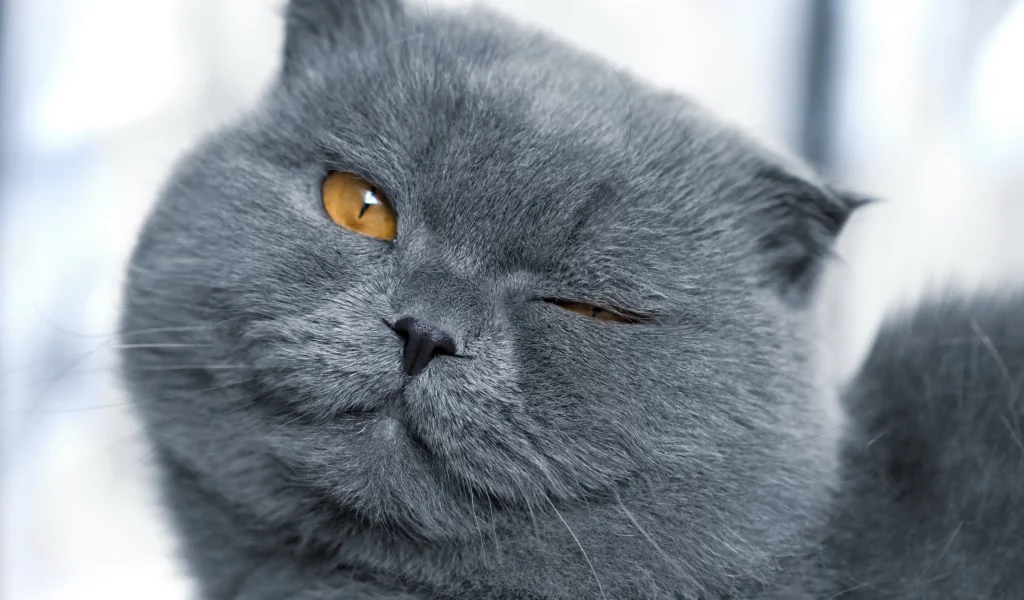 Подмигивающий кот, кот, кошка