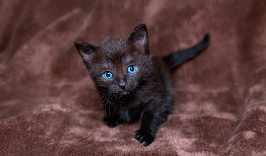 котёнок, грустит