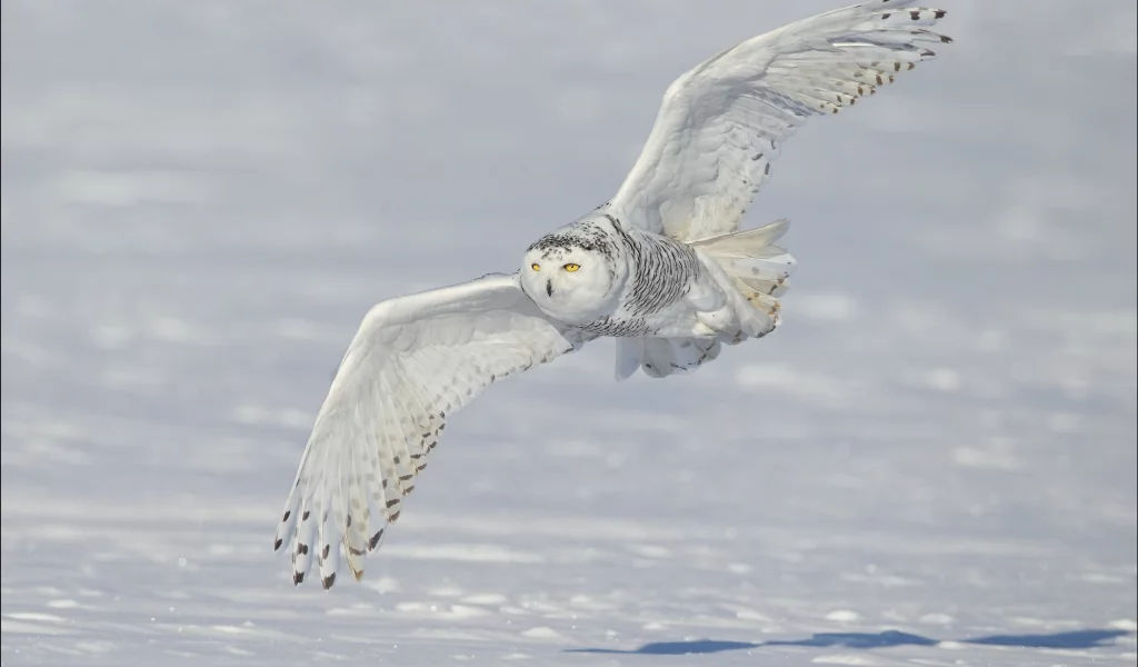 snowy owl, снег, крылья, белая сова, зима, полярная сова
