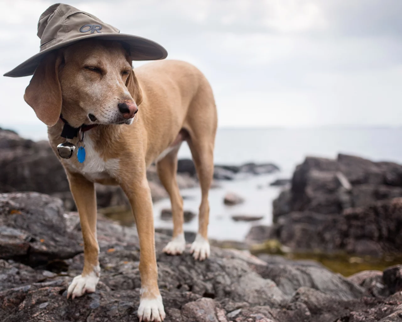 wizard dog, друг, собака