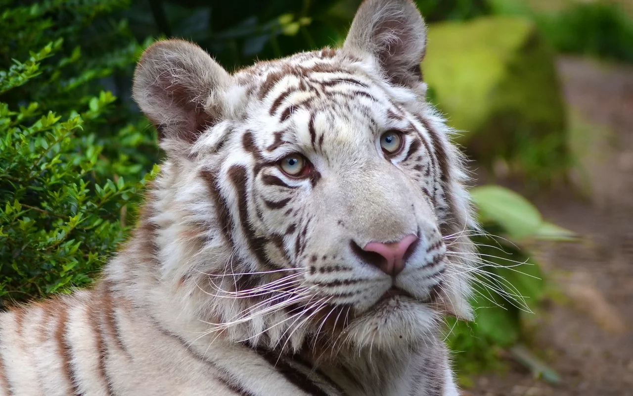 white tiger, морда, хищник, белый, тигр
