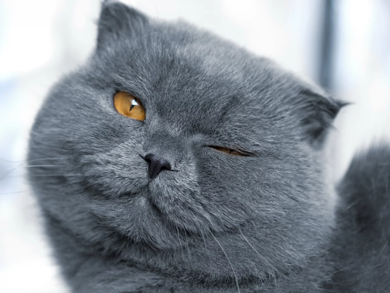 Подмигивающий кот, кот, кошка