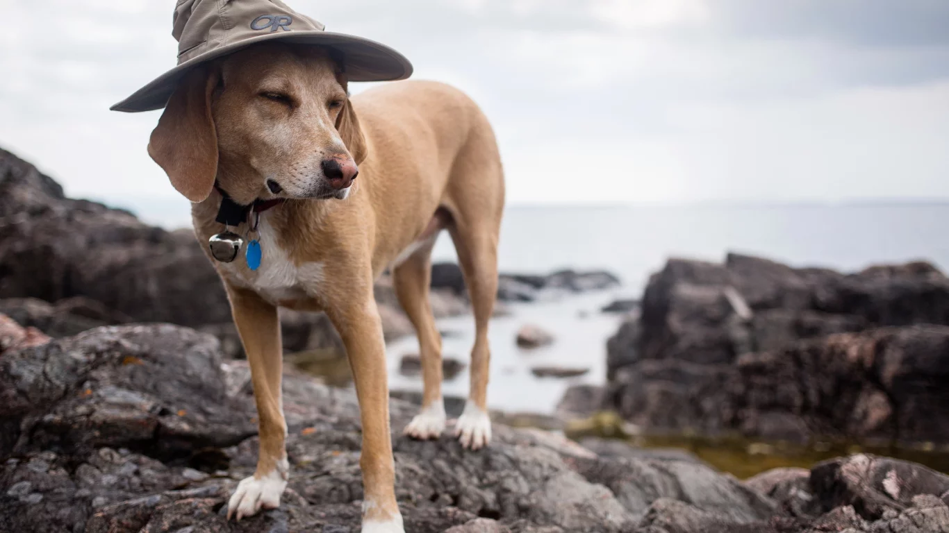 wizard dog, друг, собака