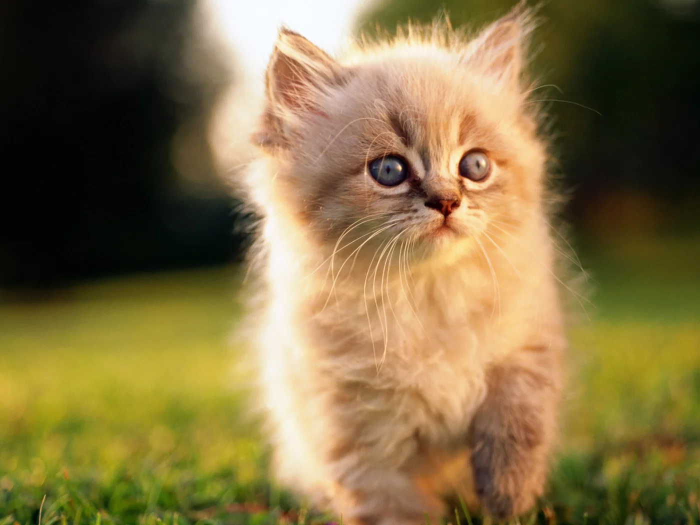 природа, котенок, котята, любовь