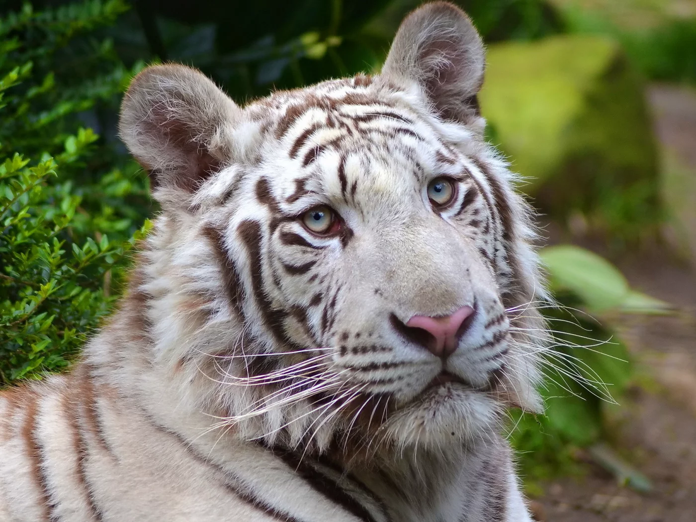 white tiger, морда, хищник, белый, тигр