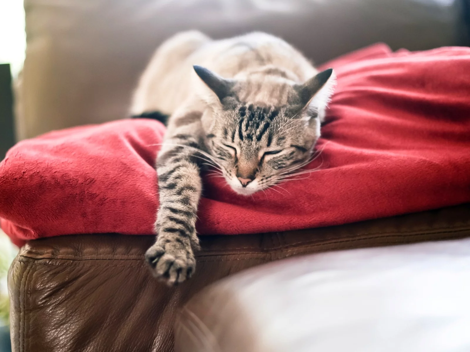 кошка, плед, красный, лапа, спит, кот