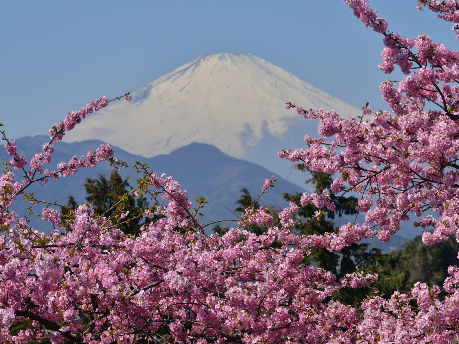 сакура, фудзияма, mount fuji, цветение, japan, вулкан, гора