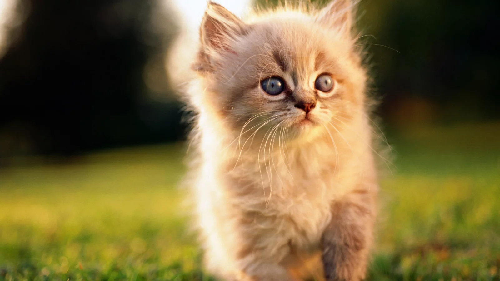 природа, котенок, котята, любовь