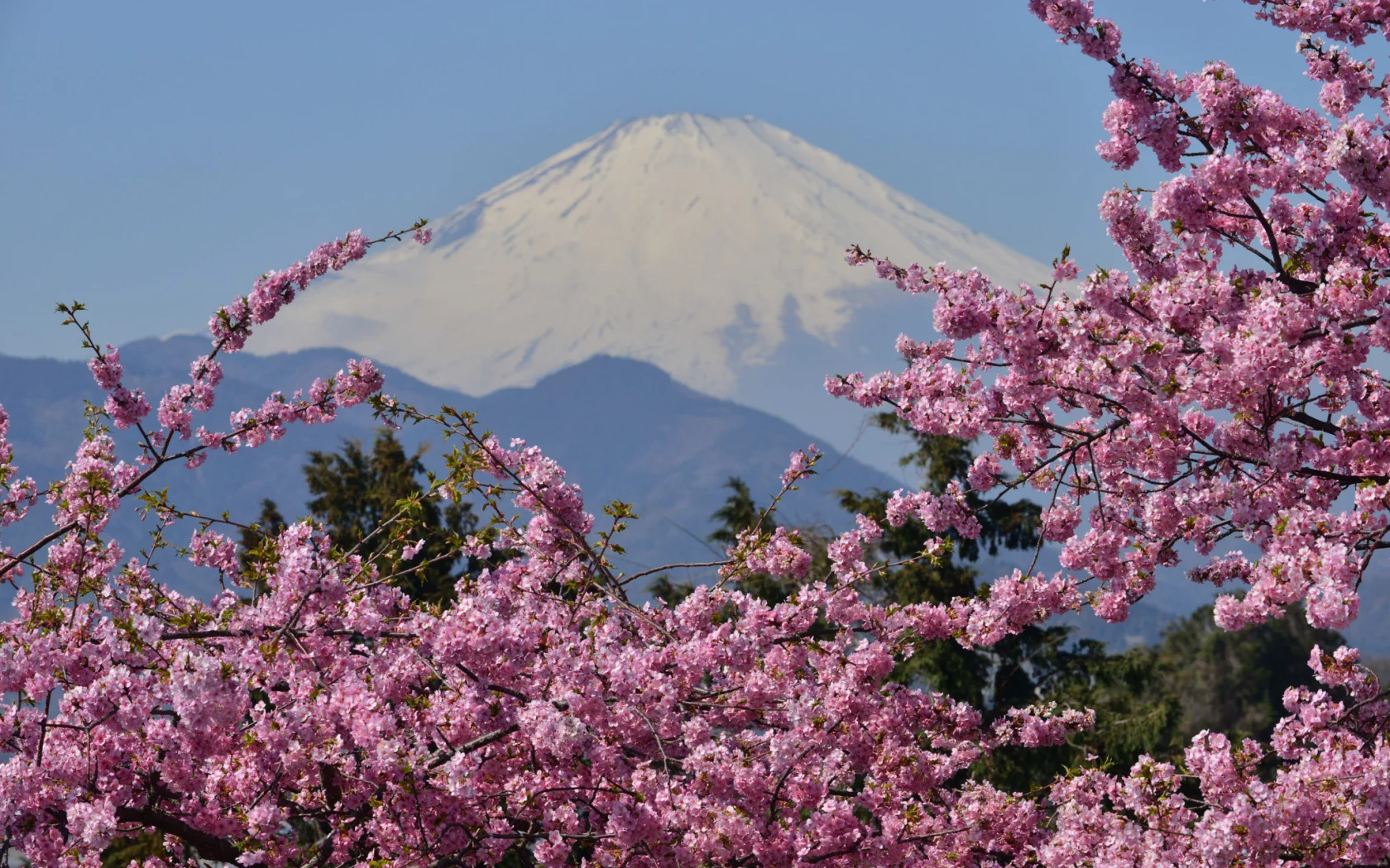 сакура, фудзияма, mount fuji, цветение, japan, вулкан, гора