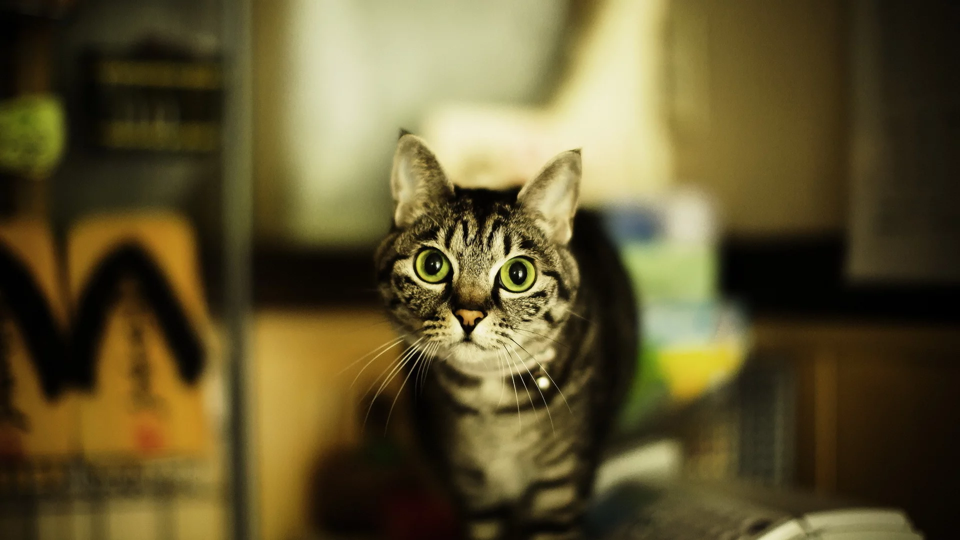 дом, взгляд, кошка
