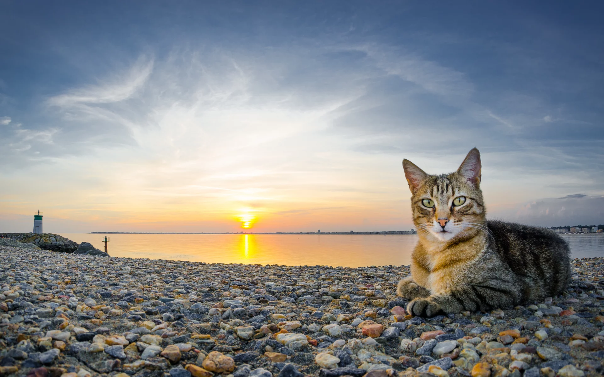 кот, закат, камни, кошка, пейзаж, вода, небо, солнце