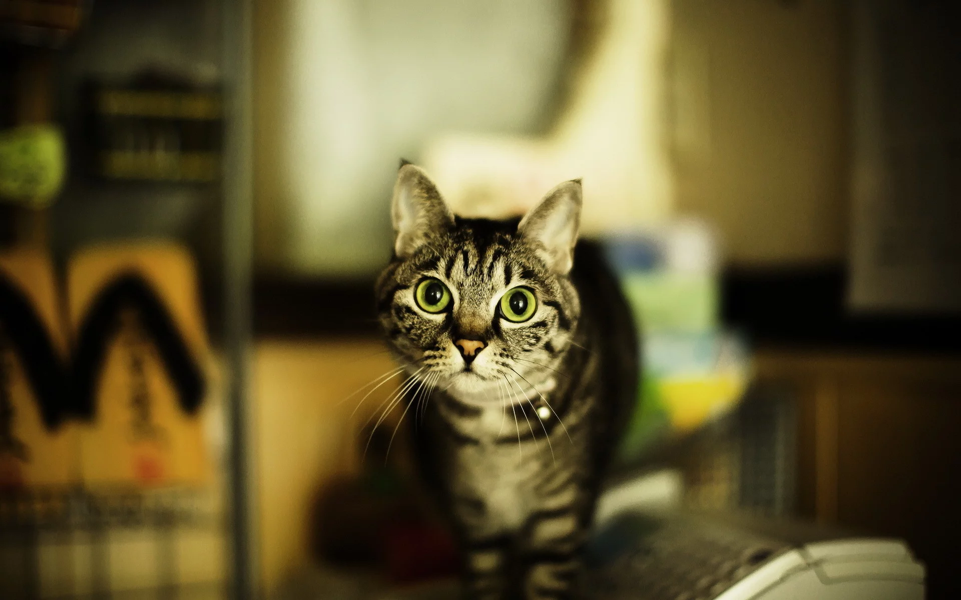 дом, взгляд, кошка