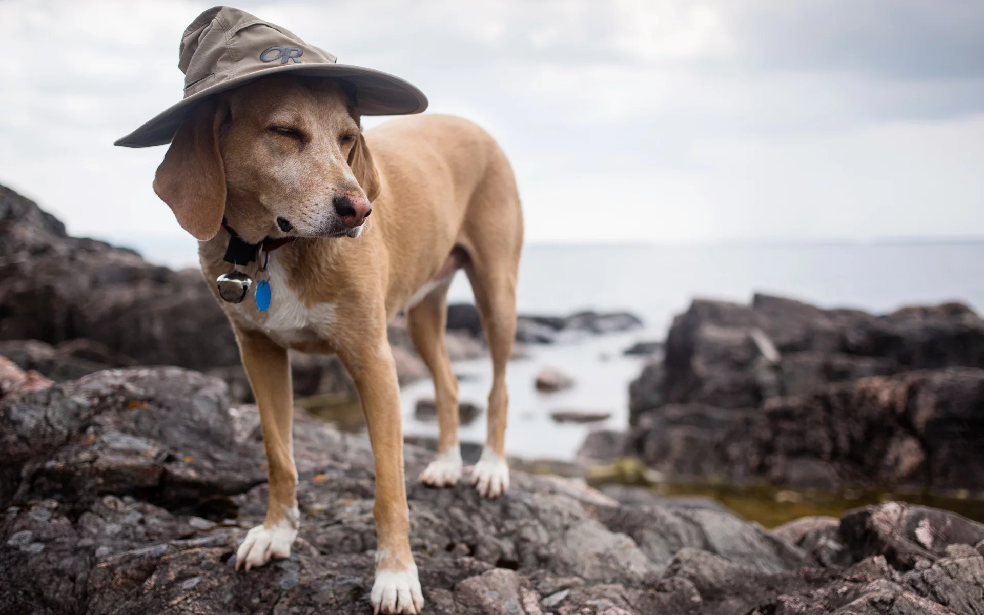 wizard dog, друг, собака