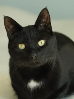 кошка, взгляд, глаза, кот, лежит, черный, желтые