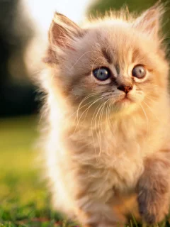 природа, котенок, котята, любовь