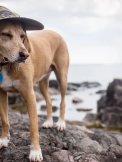 wizard dog, друг, собака