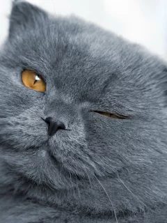 Подмигивающий кот, кот, кошка