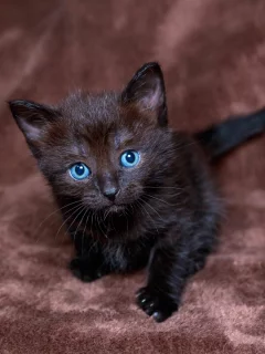 котёнок, грустит