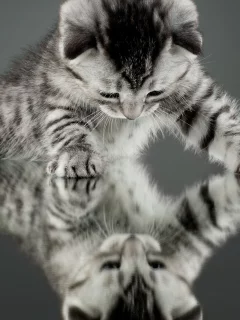 отражение, котенок, зеркало, обои, cat, кошка, кот, фон