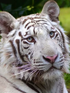 white tiger, морда, хищник, белый, тигр