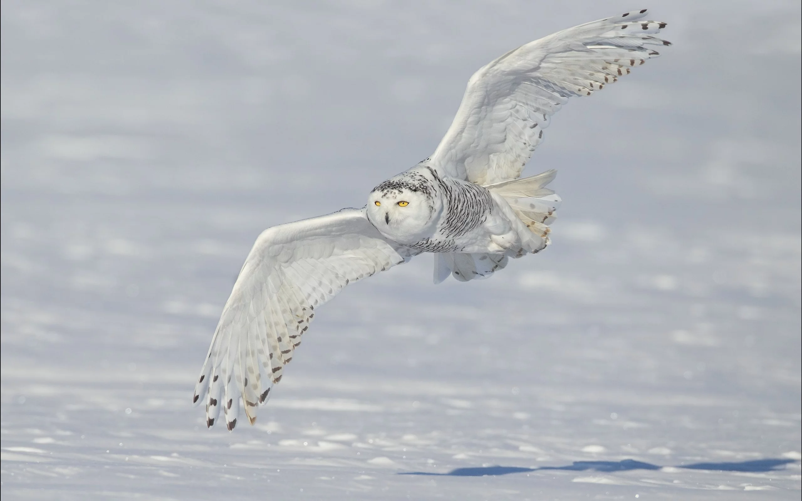 snowy owl, снег, крылья, белая сова, зима, полярная сова