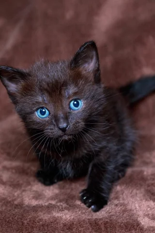 котёнок, грустит