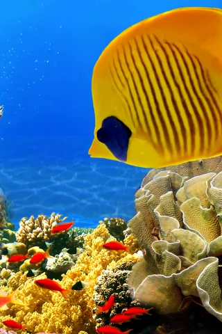 море, дно, рыбы, водоросли