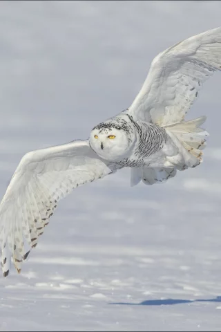 snowy owl, снег, крылья, белая сова, зима, полярная сова