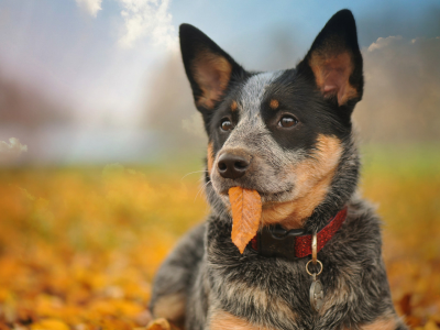 собака, осень, листья, портрет