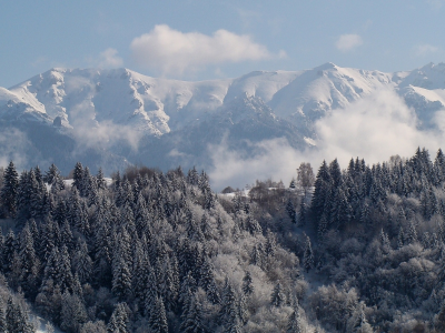 лес, трансильвания, карпаты, горы, ели, зима, румыния