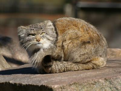 манул, палласов кот, хищник, дикая кошка