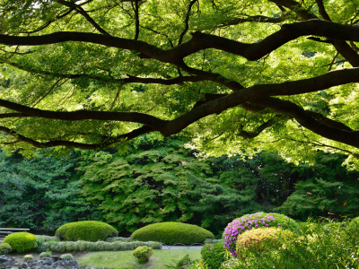 japan, синдзюку гёэн, shinjuku gyoen national garden, токио, tokyo, япония