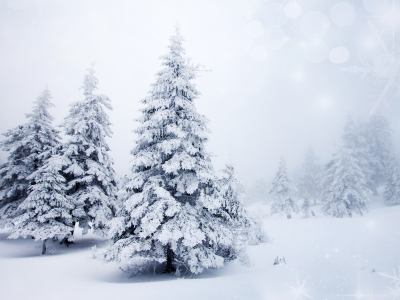 ели, ёлки, зима, снег, природа, пейзаж, елки, деревья
