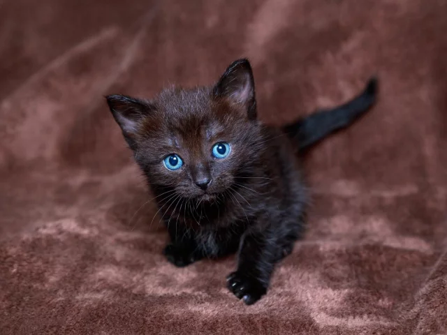 котёнок, грустит