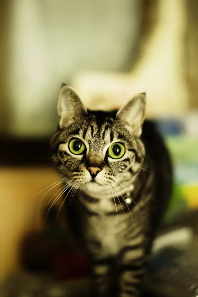 дом, взгляд, кошка