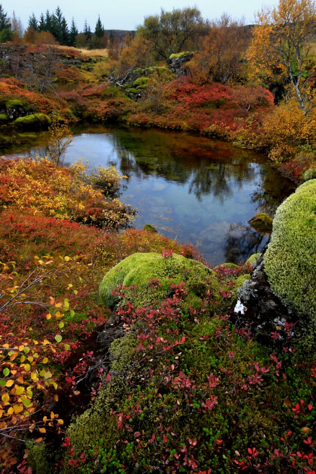 national park thingvellir, исландия, деревья, мох, камни, озеро